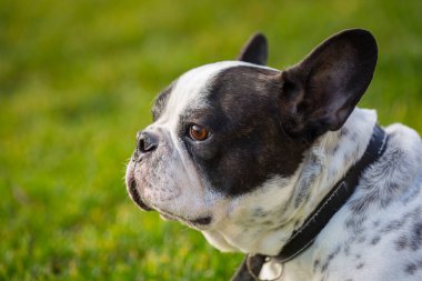 French bulldog in sunny garden with green grass