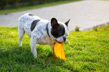 Fransız bulldog güneşli bahçede uçan diskle oynuyor.