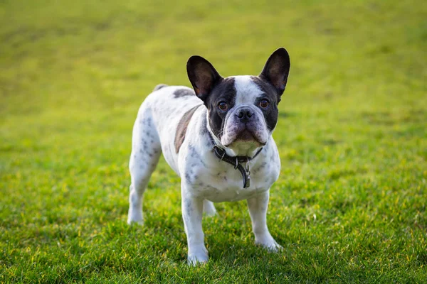 Franse Bulldog Zonnige Tuin Met Groen Gras — Stockfoto