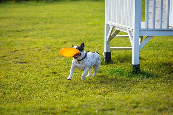 Franse Bulldog Spelen Met Vliegende Schijf Zonnige Tuin — Stockfoto