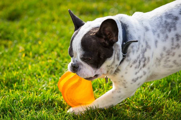 Buldogue Francês Brincando Com Disco Voador Jardim Ensolarado — Fotografia de Stock