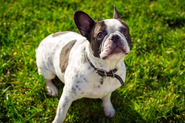 Ranskan Bulldog Aurinkoisessa Puutarhassa Vihreä Ruoho — kuvapankkivalokuva