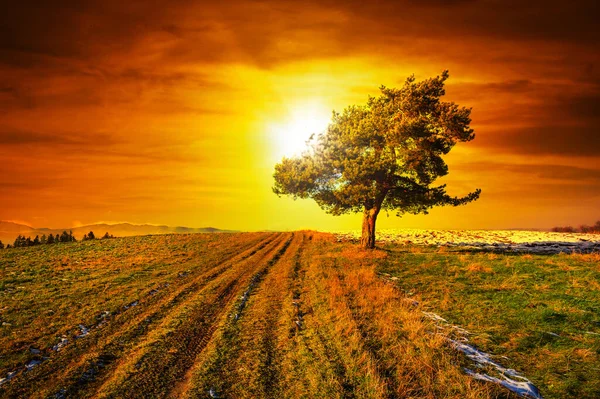 Pôr Sol Idílico Sobre Prado Inverno Com Uma Única Árvore — Fotografia de Stock