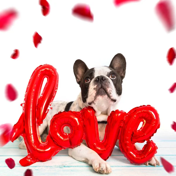 French Bulldog Falling Rose Petals — Stock Photo, Image