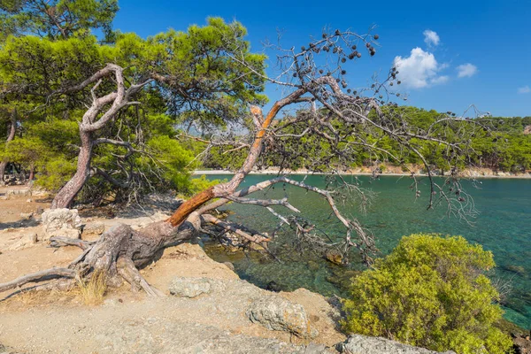 Hermosa Línea Costa Antigua Ciudad Phaselis Turquía —  Fotos de Stock