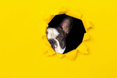 Sarı kutunun deliğinden bakan Fransız bulldog.