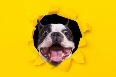 Sarı kutunun deliğinden bakan komik Fransız bulldog.