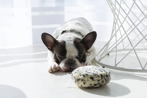 Adorável Bulldog Francês Descansando Chão — Fotografia de Stock