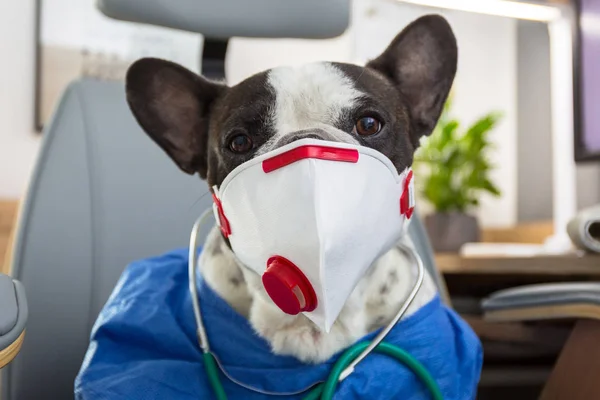 Bulldog Francés Como Médico Con Una Mascarilla Protectora Para Virus — Foto de Stock