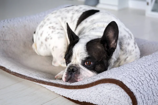 Adorable Bulldog Français Allongé Sur Son Lit Maison — Photo