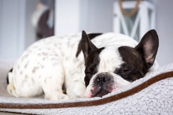 Sevimli Fransız Bulldog Evinde Yatağında Yatıyor — Stok fotoğraf