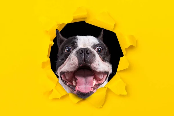 Funny French Bulldog Looking Hole Yellow Box — Stock Photo, Image