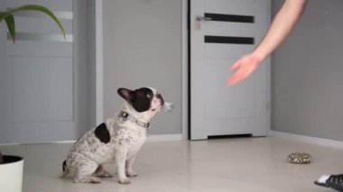 Fransız bulldog bir aperatif için pençe veriyor