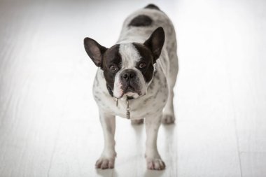Sevimli Fransız bulldog 'u evde yerde duruyor.