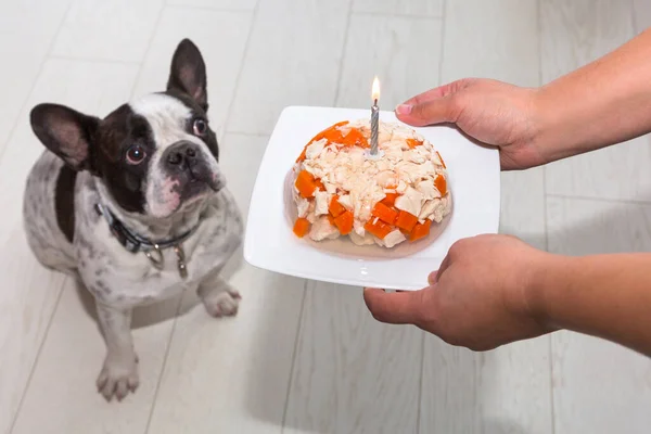 French Bulldog Getting Meat Jelly Cake Birthday — Stock Photo, Image