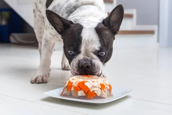French bulldog eating meat and jelly snack from a plate