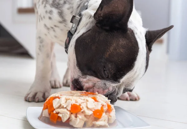 French bulldog eating meat and jelly snack from a plate