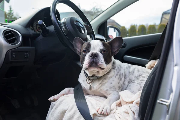 Francia Bulldog Vár Kocsiban Egy Kört — Stock Fotó