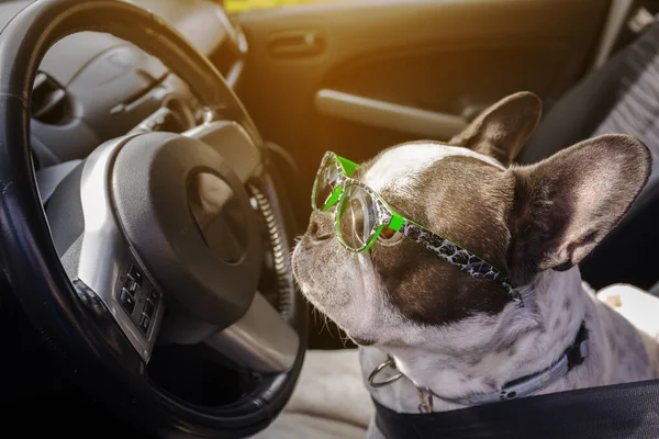 Franse Bulldog Wacht Auto Voor Een Ritje — Stockfoto