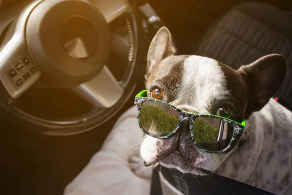Französische Bulldogge Wartet Auto Auf Eine Fahrt — Stockfoto