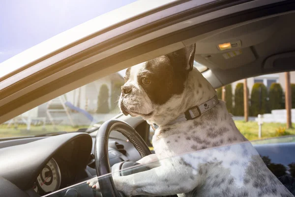 Francia Bulldog Úgy Tesz Mintha Autót Vezetne — Stock Fotó