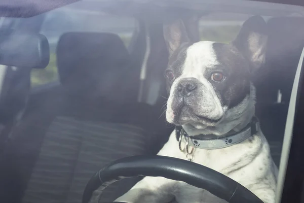 Buldogue Francês Finge Dirigir Carro — Fotografia de Stock