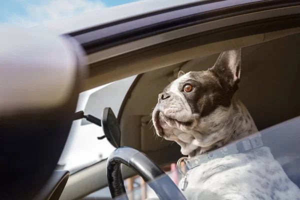French Bulldog Pretends Drive Car — Stock Photo, Image