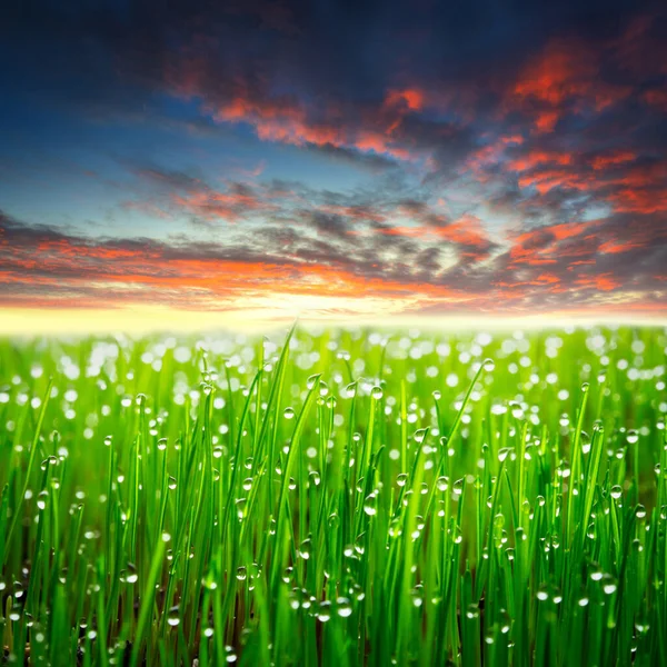 Idyllische Weide Met Perfecte Gazon Druppels Bij Zonsondergang — Stockfoto