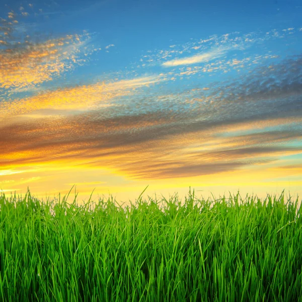 Idyllic Meadow Perfect Lawn Sunset — Stock Photo, Image