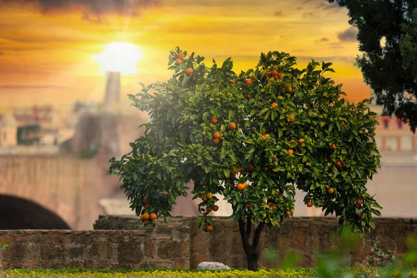 Orangenbaum Auf Dem Hügel Palatino Rom Bei Sonnenuntergang Italien — Stockfoto