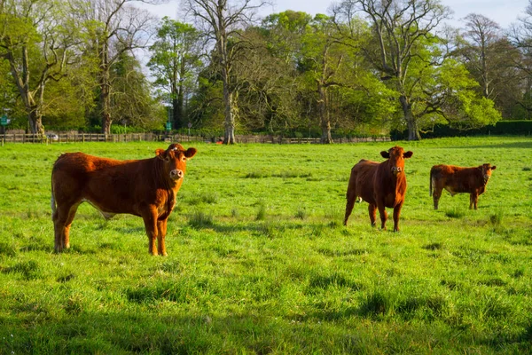 Stieren Een Zonnige Weide Ierland — Stockfoto