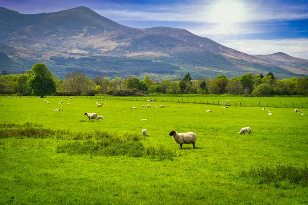 アイルランドの羊の群れと日当たりの良い牧草地 — ストック写真