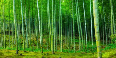 Japonya, Kyoto yakınlarındaki Arashiyama Bambu Ormanı