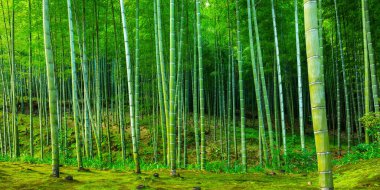 Bamboo forest of Arashiyama near Kyoto, Japan clipart