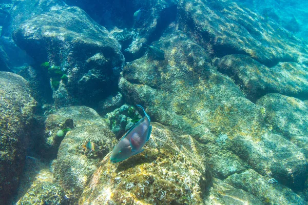 Papagájhal Úszás Andaman Tengeren Thaiföld — Stock Fotó