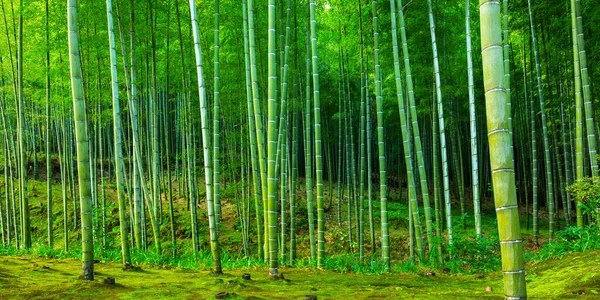 Bambusz Erdő Arashiyama Közelében Kiotó Japán — Stock Fotó