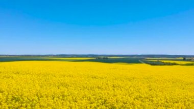 Mavi gökyüzünün altındaki sarı kolza tohumu tarlasının havadan manzarası, Polonya