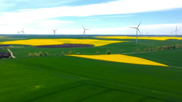 波兰蓝天下黄色油菜地的空中景观 — 图库视频影像
