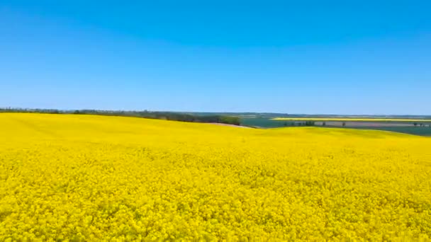 Flygfoto Landskap Gul Raps Fält Blå Himmel Polen — Stockvideo