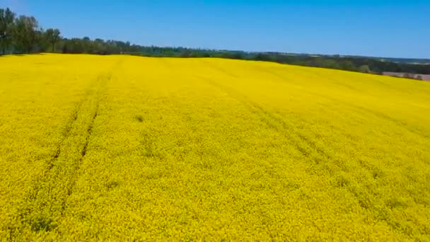 Paisagem Aérea Campo Colza Amarelo Sob Céu Azul Polónia — Vídeo de Stock