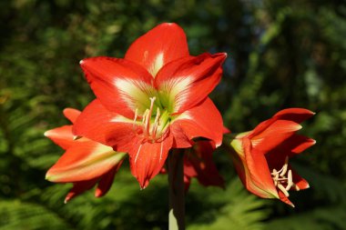 amaryllis çiçekler