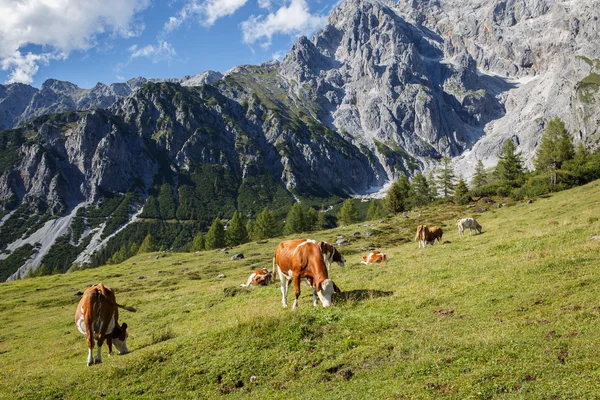 牛の群れは、アルプスの牧草地で放牧します。オーストリア アルプス — ストック写真