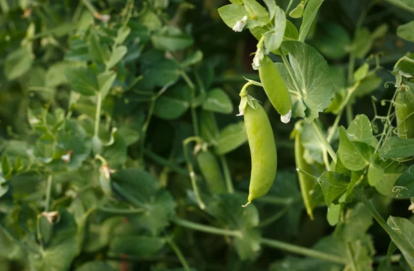 Piselli verdi in un giardino di casa — Foto Stock