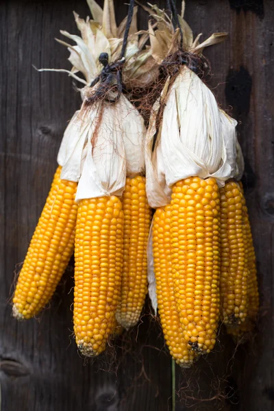 Ripe dried corn cobs hanging — Stock Photo, Image