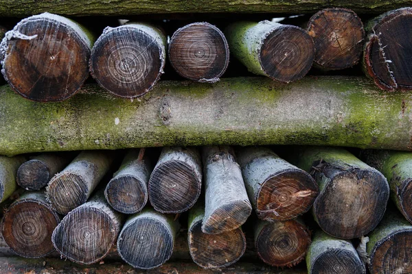 Мороз на купі дров — стокове фото