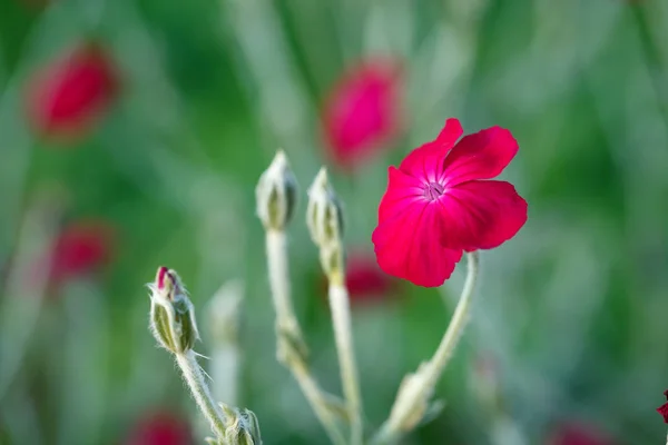 Flores rojas bellamente pequeñas —  Fotos de Stock