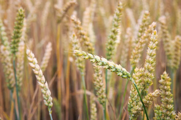 Orelhas de trigo no campo. — Fotografia de Stock