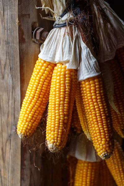 Ripe dried corn cobs hanging — Stock Photo, Image