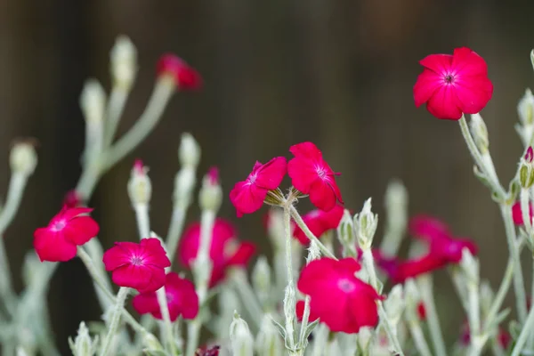 Beautifully small red flowers — Stock Photo, Image