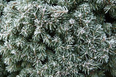 İlk frost. İğne yapraklı ağaç hoarfrost ile kaplı. 